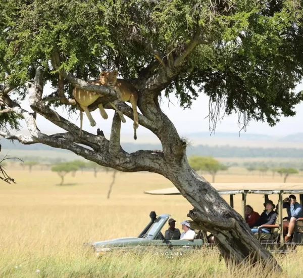 Lioness-in-the-Tree-in-the-Maasai-Mara Lioness-in-the-Tree-in-the-Maasai-Mara