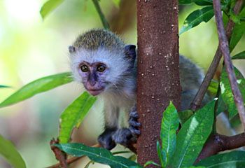 350-Lake-Manyara 350-Lake-Manyara