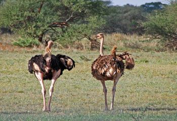 350-Tarangirejpg 350-Tarangirejpg