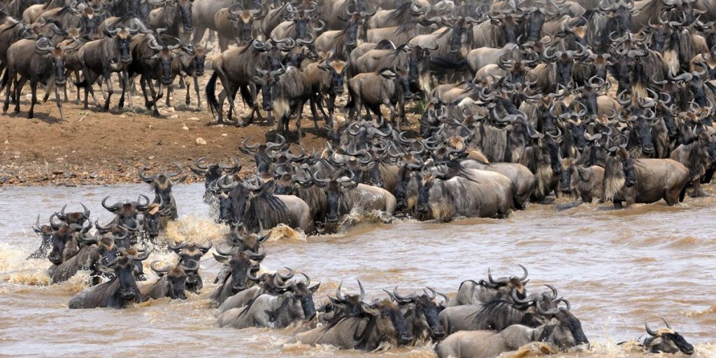 Great-migration-safari