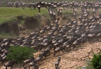Greatmigration