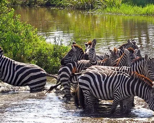 How-Much-Does-a-Safari-in-Tanzania-Cost