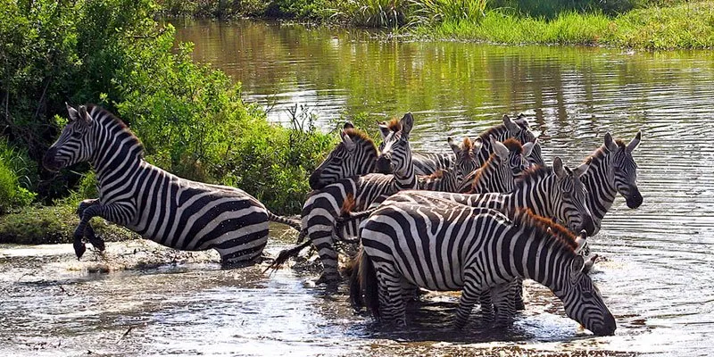 How-Much-Does-a-Safari-in-Tanzania-Cost
