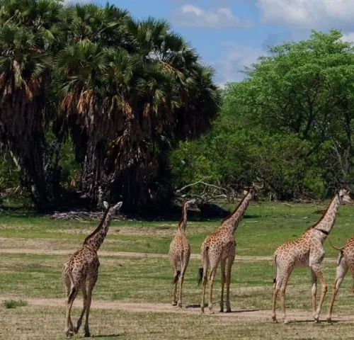 Top-10-Parks-Game-Reserves-in-Tanzania-Including-Where-to-Stay-1536x480