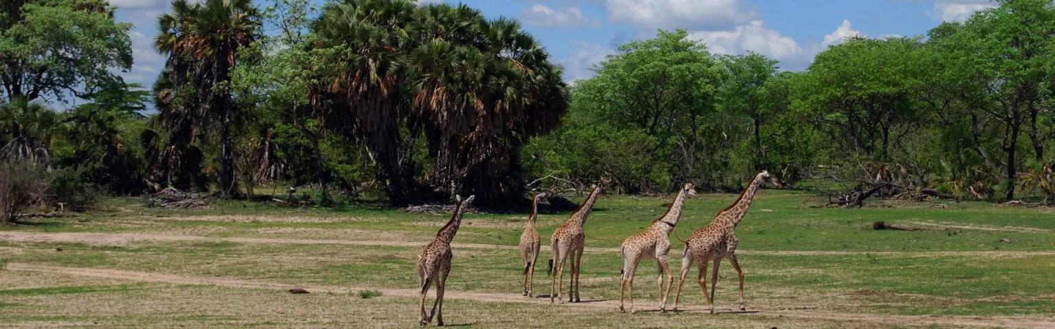 Top-10-Parks-Game-Reserves-in-Tanzania-Including-Where-to-Stay-1536x480