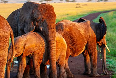 campaign_2 campaign_2