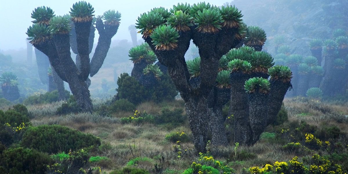 kilimanjaro-vegetation