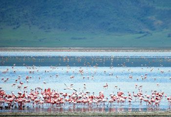 ngoroflamingos_thmb ngoroflamingos_thmb