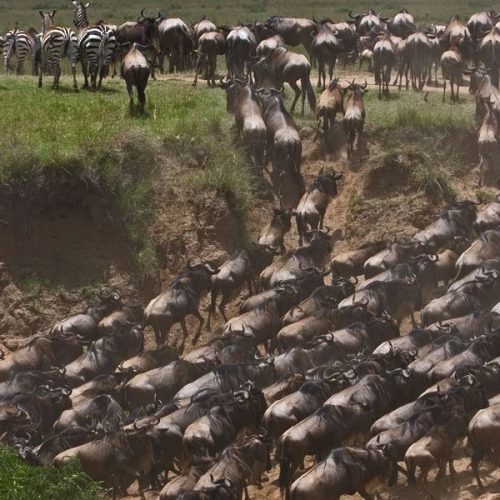 safari-planning safari-planning