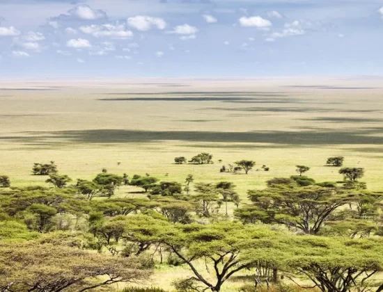 serengeti-safari-tanzania-africa serengeti-safari-tanzania-africa
