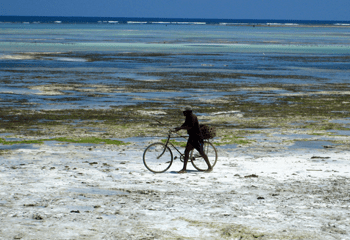 zanzibar_sm zanzibar_sm